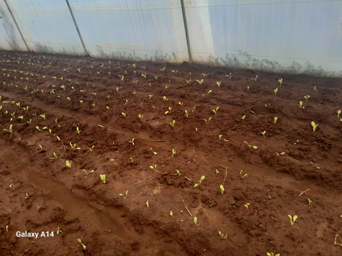 Winter peppers n spinach done this side.
Ppl shouldn't lack nutrients in winter.