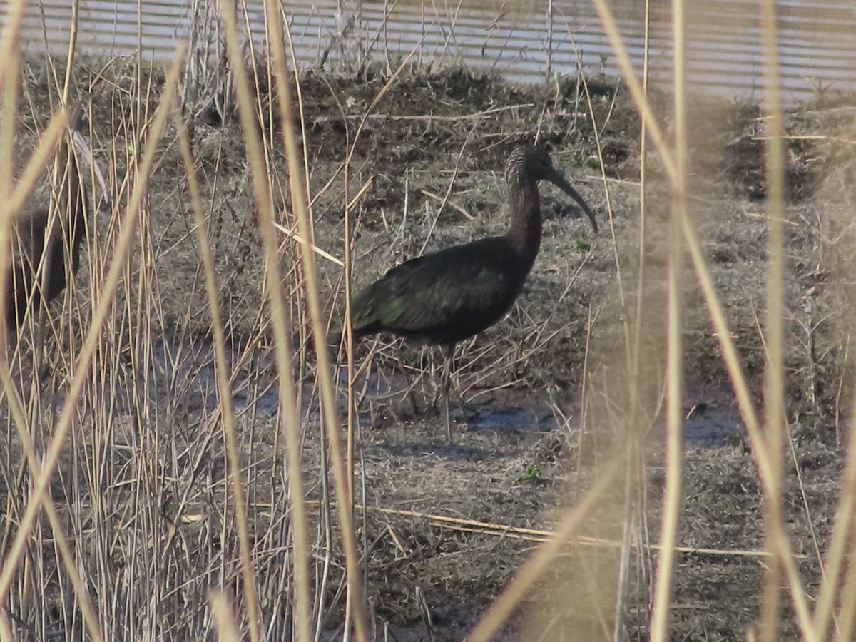 Stewart Cook 🌍 (@cookie866) on Twitter photo Great walk around <a href="/RSPBLangford/">RSPB Langford Lowfields</a> this afternoon — we were lucky enough to spot the visiting glossy ibis that’s been around over the weekend! Great walk around <a href="/RSPBLangford/">RSPB Langford Lowfields</a> this afternoon — we were lucky enough to spot the visiting glossy ibis that’s been around over the weekend!