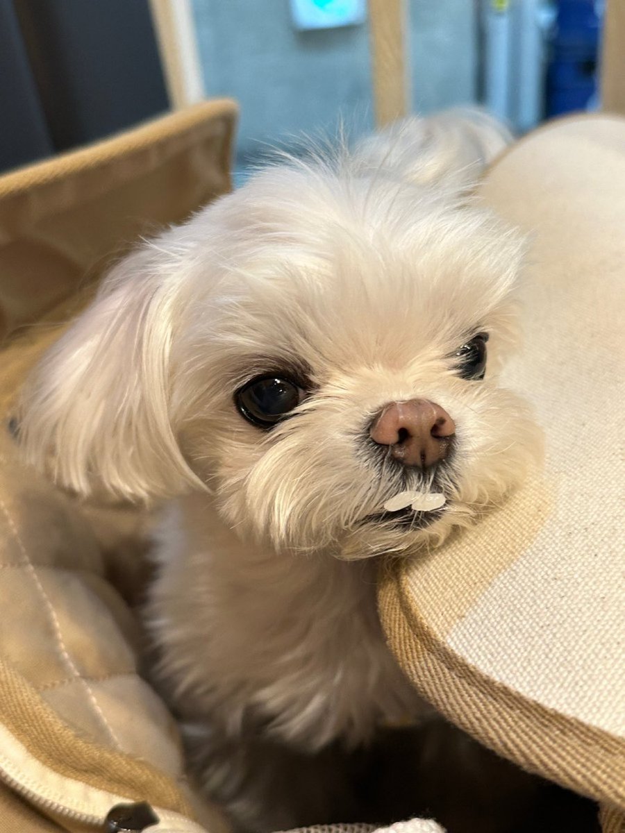 jaenie_jae's tweet photo. Happy Birthday ‘PRINCESS COCO’ 🎂💚🩵💛
#HappyCocoDay
#영재 #YOUNGJAE #ยองแจ #COCO #โคโค่ #PrincessCOCO
@ChoiArs_YJ https://t.co/OjqZX279sY