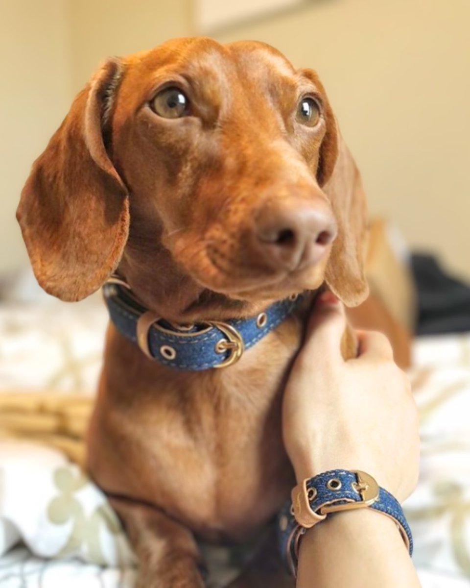 FCollars's tweet photo. "Me time" is never time alone when you have a dog; it's always you and your dog following you around. ππΆ
#friendshipcollar #pettwinning #friendship #dog #puppy #pet #doglover #dogoftheday #matching #mansbestfriend #kindness #vegan #petcare #friendshipgoals #collar #fashion https://t.co/IhHQaWKDVH