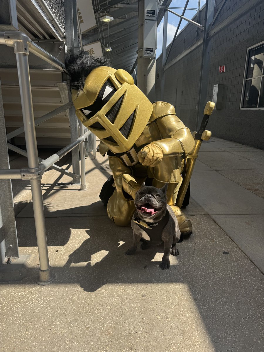 UCFKnights's tweet photo. 9.2/10

- named Jon Snow
- round but fierce https://t.co/GdIg68Thp0