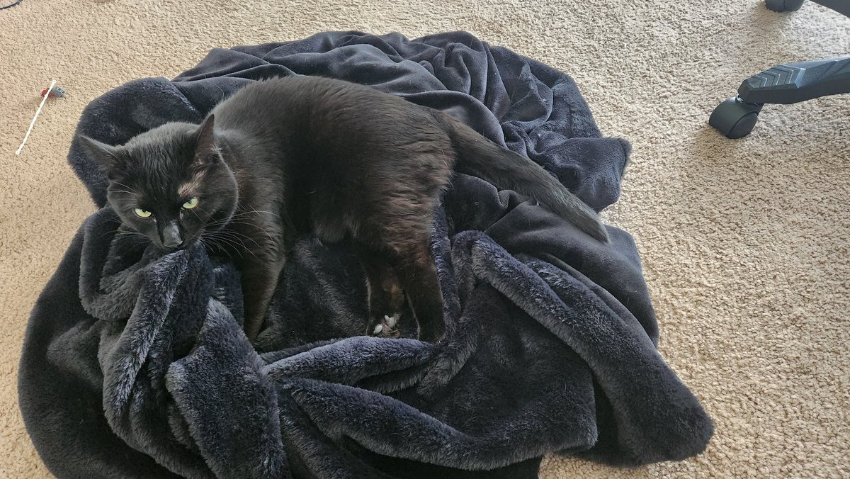 Biscuits with his favorite blanket❤️