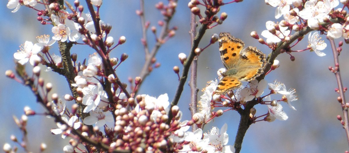 Record shot of a Large Tortoiseshell (N polychloros) today, high in an early flowering Prunus-tree. From the adult hibernators I only didn't see the Small tortoiseshell (A urticae), once the most abundant, in these extremely warm early spring days.