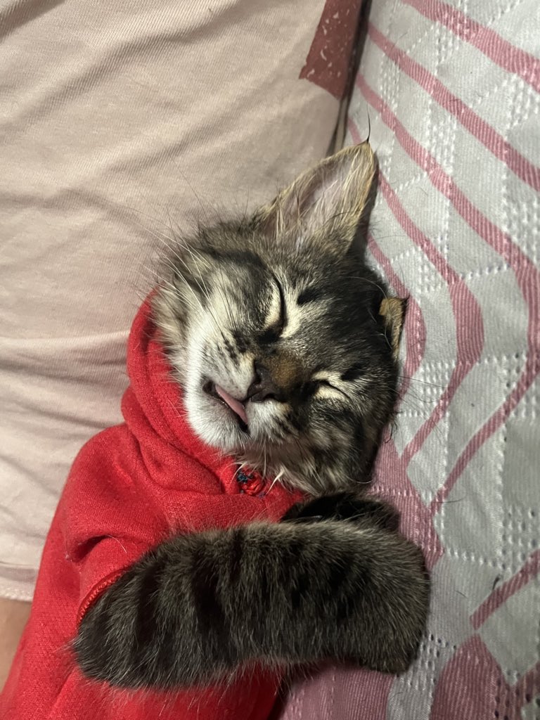 Una dormidita… y a seguir con la vida 🐈