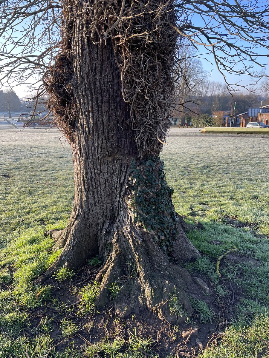26 miles walked/run this week. I’m keeping the photo theme from last week of interesting tree bases. New total 236 miles #nhs1000miles #NHS1000miles