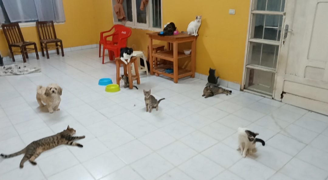 Silver Moon Purradise tweet media