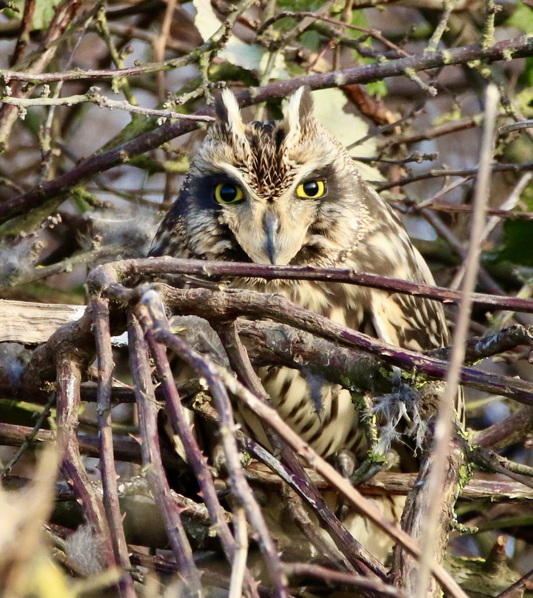 Sheep’s Head Nature tweet media