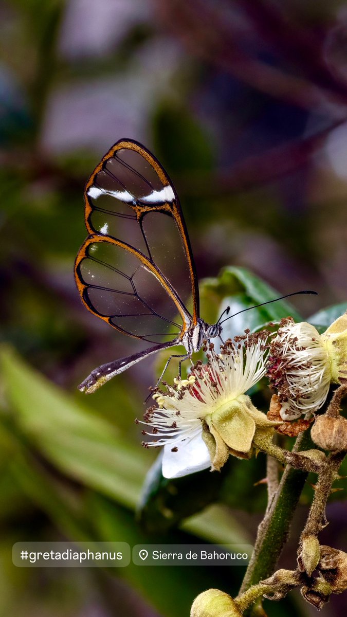 #Greta diaphanus Mariposa de Cristal