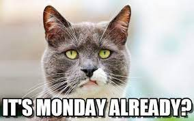 marillion13's tweet photo. A heavy birth, as we Germans´d say, when your #Printerest addon doesn´t work and you have to uninstall and reinstall it - like - 10 times to be able to pin your cat memes screenshots too... https://t.co/Zz0H9A5JfO