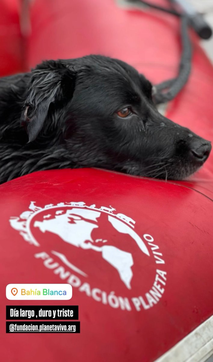 stefanianicole_'s tweet photo. Fundación Planeta Vivo se está ocupando de los rescates de los animales afectados por las inundaciones en Bahía Blanca.

Alias para ayudar: planetavivo2023

Toda ayuda suma. 

Ig: fundacion.planetavivo.arg 

✨🙏🏼❤️ https://t.co/nLTsG9vAIq