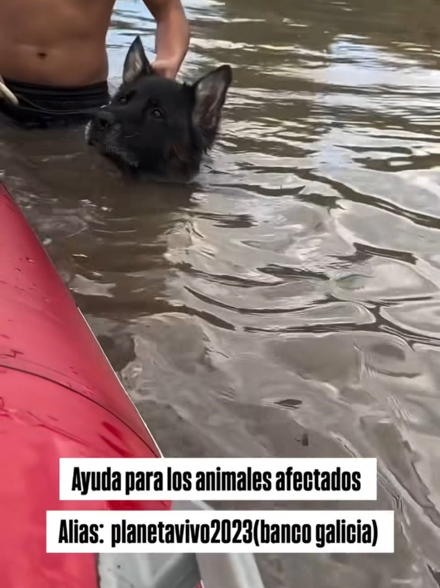 stefanianicole_'s tweet photo. Fundación Planeta Vivo se está ocupando de los rescates de los animales afectados por las inundaciones en Bahía Blanca.

Alias para ayudar: planetavivo2023

Toda ayuda suma. 

Ig: fundacion.planetavivo.arg 

✨🙏🏼❤️ https://t.co/nLTsG9vAIq