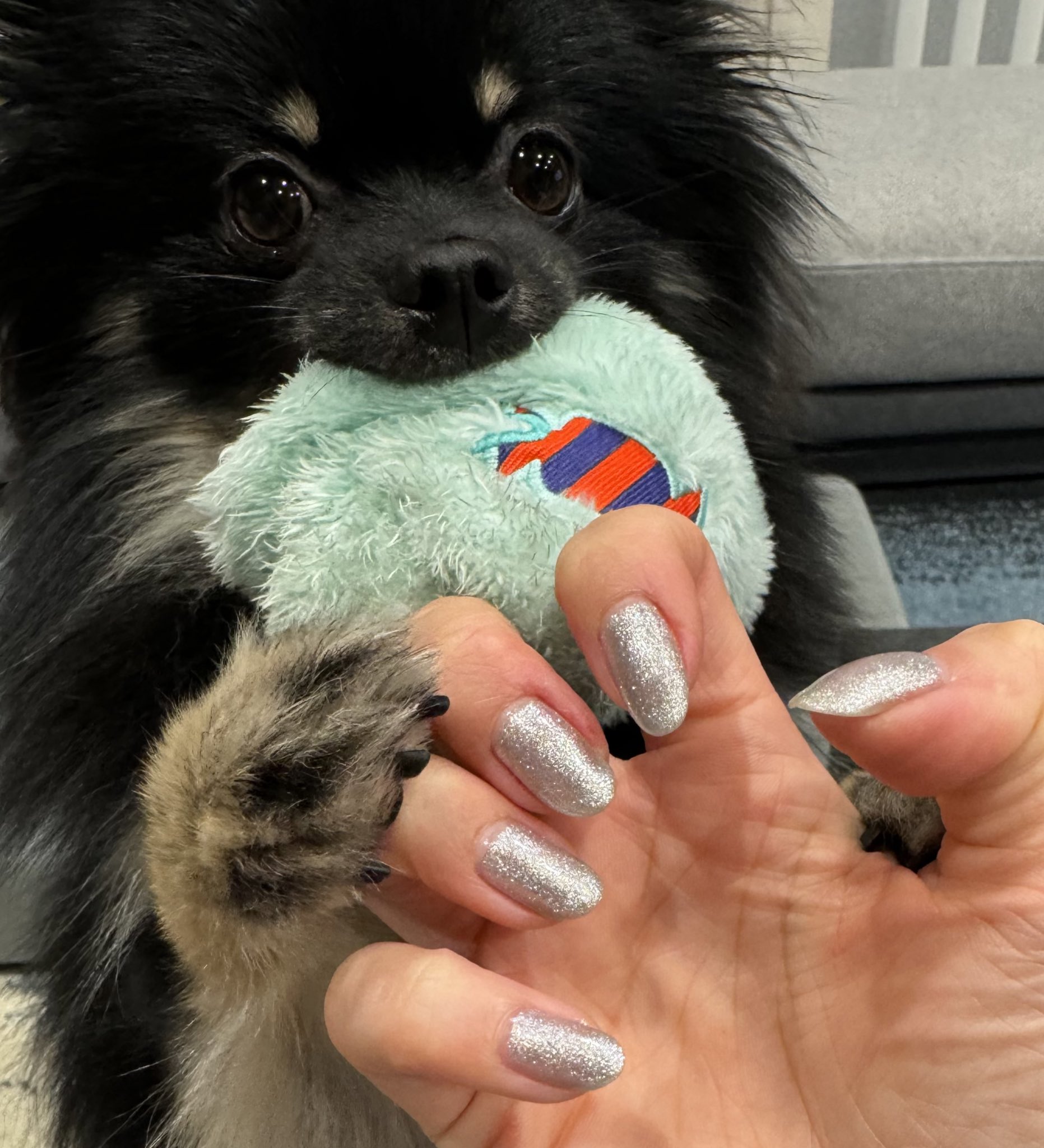 セシルママ🐩 大阪 │ 極小犬専門ブリーダー歴30年🇯🇵 | 素敵な