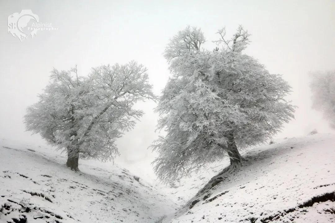 The silence of winter enveloping the trees in the embrace of snow. #WinterVibes #SnowyTrees #NatureBeauty #SilentWinter
