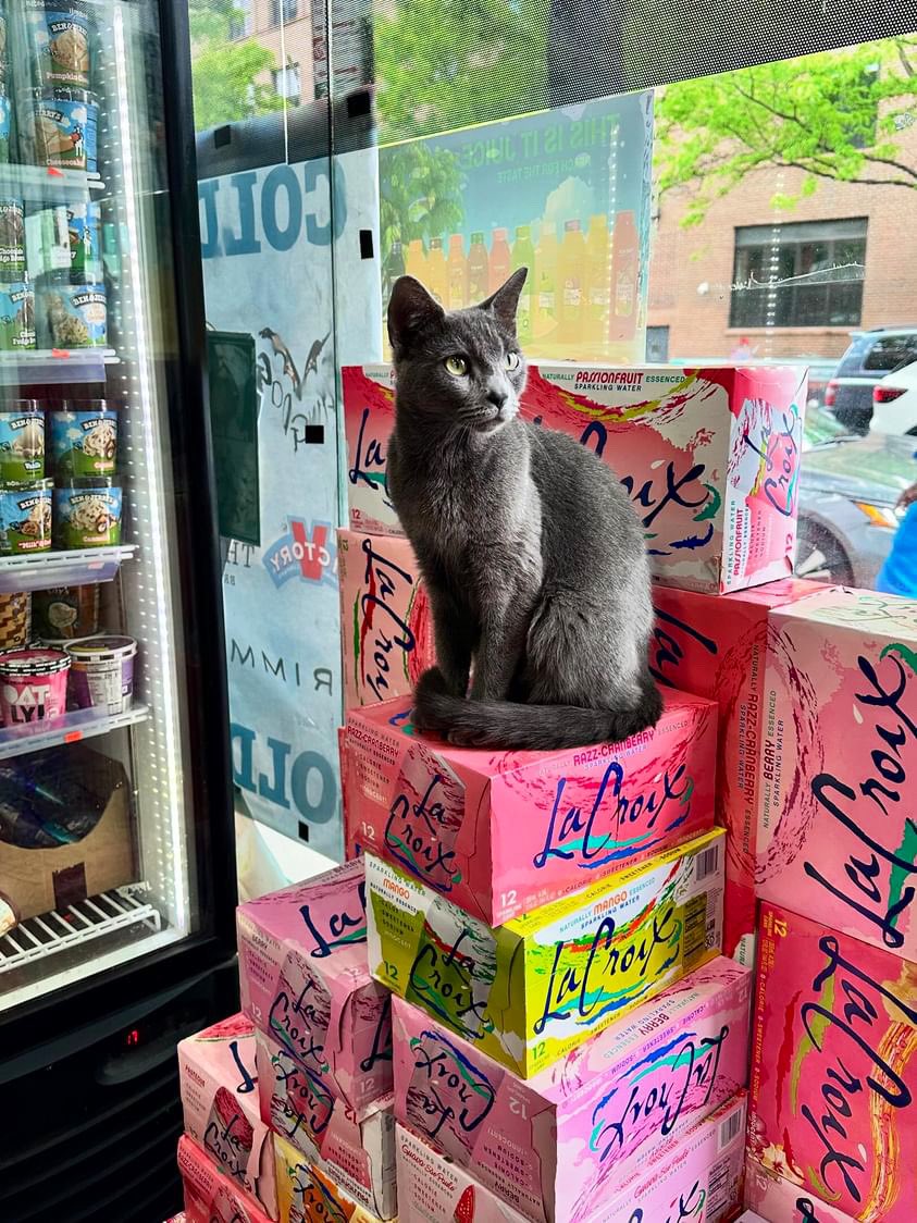 Bodega Cats tweet media
