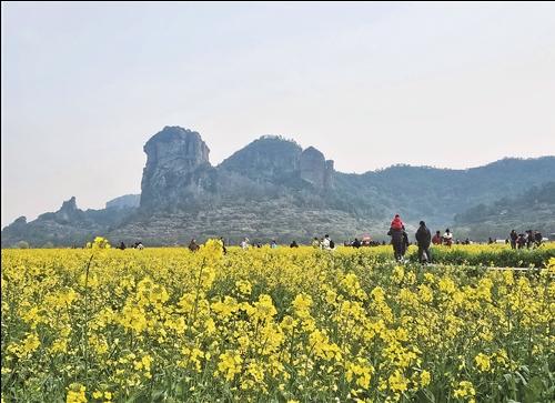 zhu_alice50849's tweet image. ☀️🌼Rapeseed flowers sway in the breeze, painting the fields gold. Come take in the fresh air and vibrant colors of spring! #SpringJoy #GoldenHues