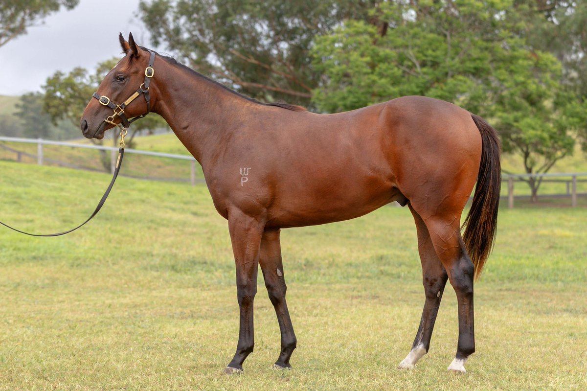 WillowParkStud tweet media