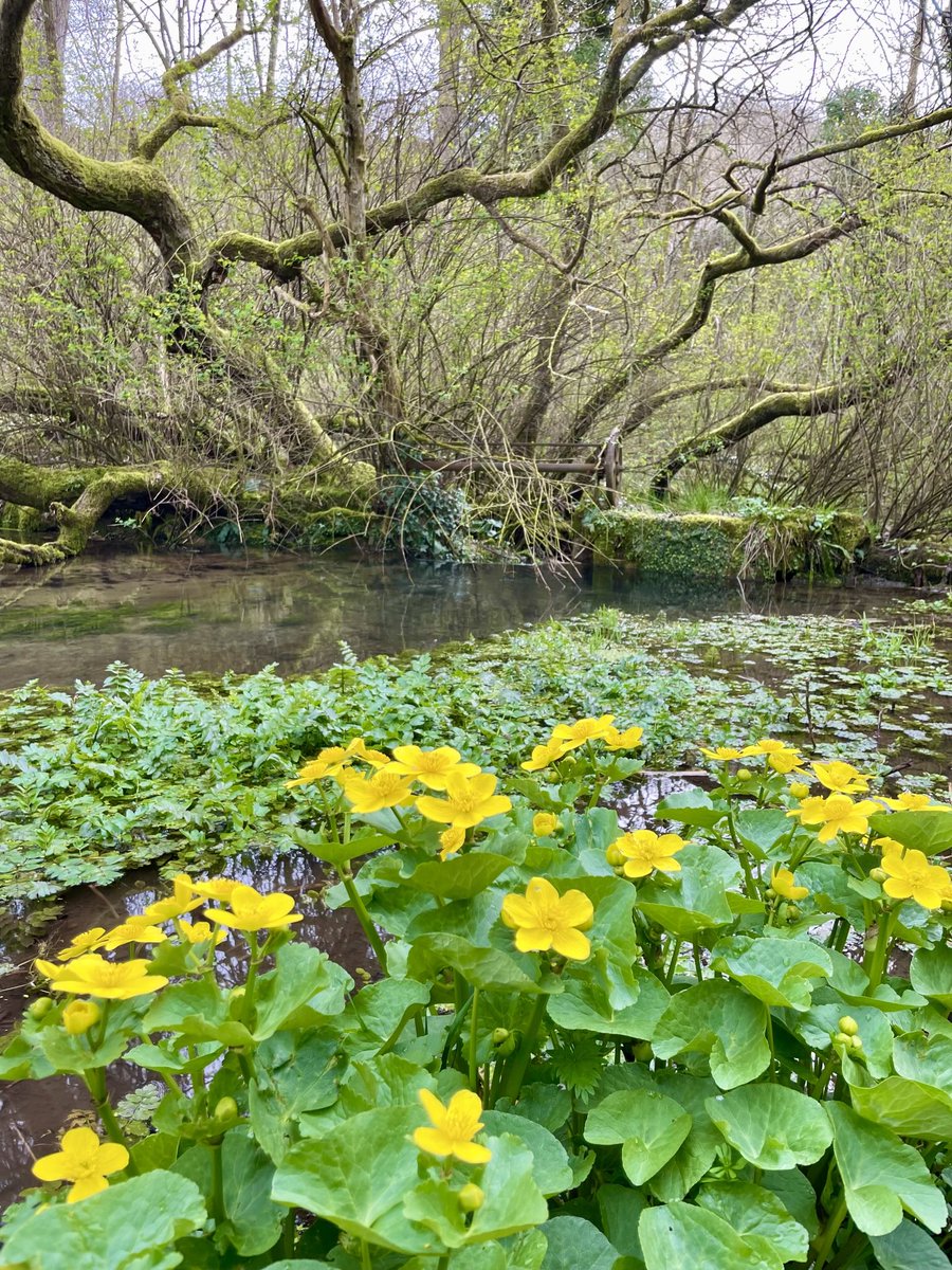 SHeadbirder's tweet photo. Marsh marigolds on the River Windrush this week. #wildflowerhour #YellowFlowers https://t.co/ZBVNX1Lpbk