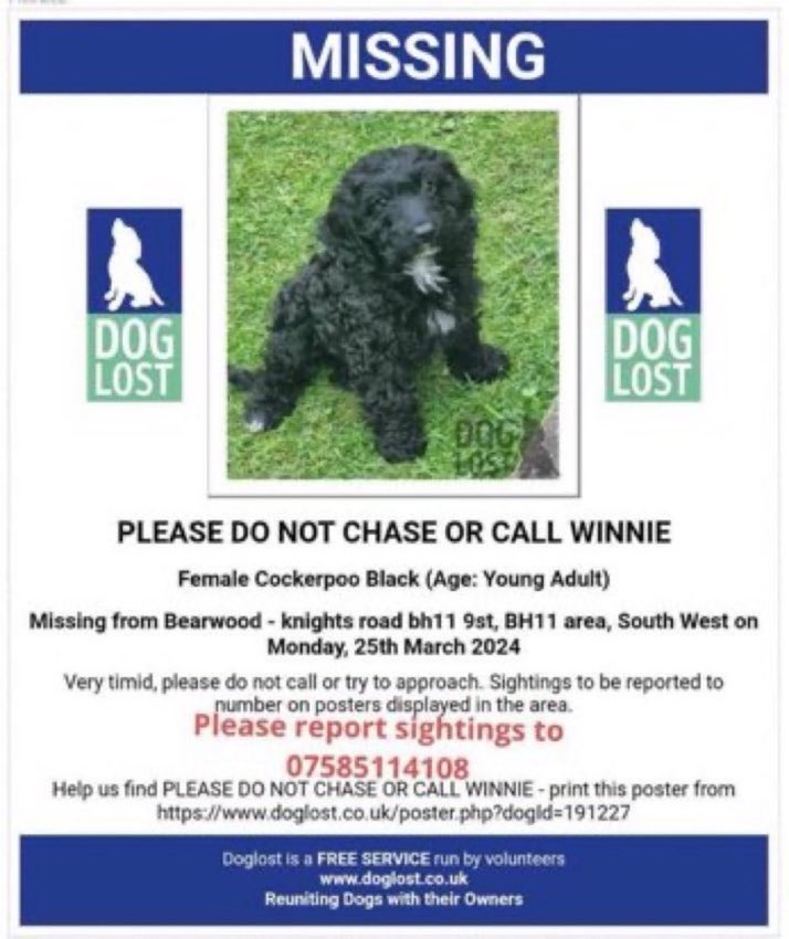Please RT #stolendoghour 🙏
Winnie has been missing from Bearwood #BH11
since 25th March 2024. 
Please report sightings only, do not approach. 
Thank you 🙏💕🐾
#SouthWest #Wimbourne #Cockerpoo 

doglost.co.uk/dog-blog.php?d…