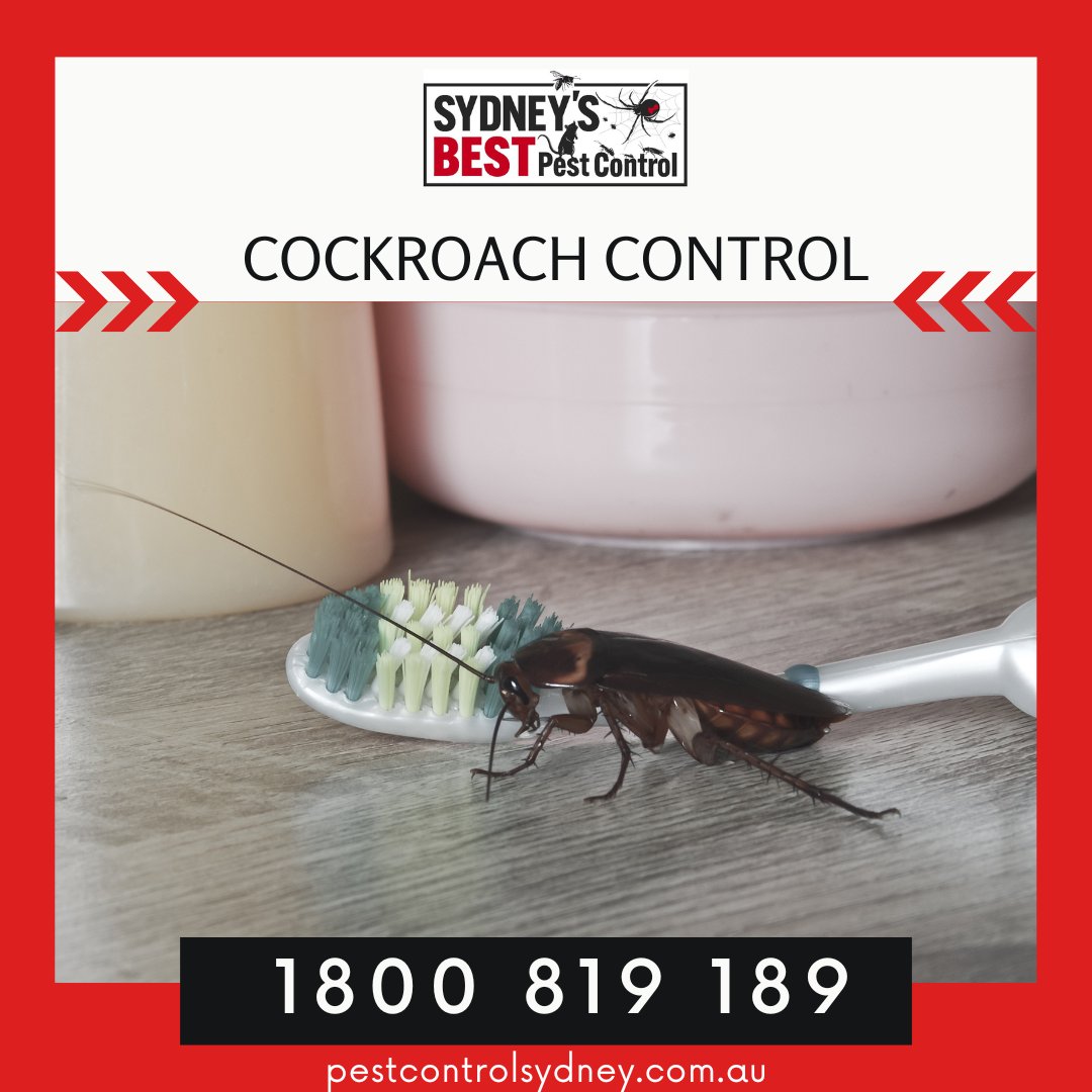 sbpestcontrol's tweet image. RESIDENTIAL PEST CONTROL SERVICES

Sydneys Best Pest Control can help eradicate all of your household pests.

Phone: 1800 819 189
Web: bit.ly/2YJKKjn 

#pestcontrol #pestcontrolsydney #sydneypestcontrol #rats #mice #ants #bedbugs #spiders #huntsman # ticks #bugs #ins ...