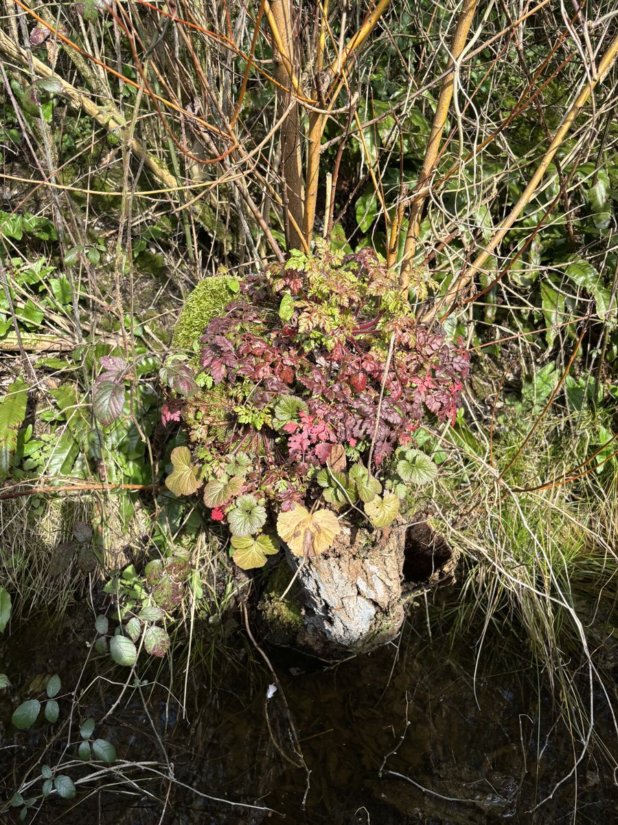 Susan Jones tweet media