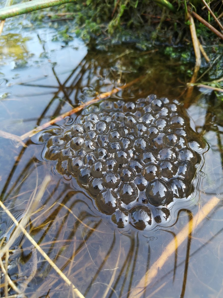 gerry mcveigh tweet media