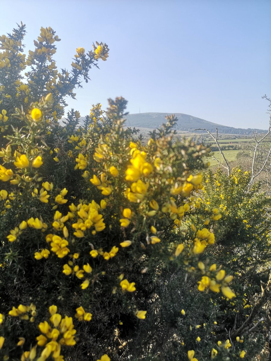 gerry mcveigh tweet media