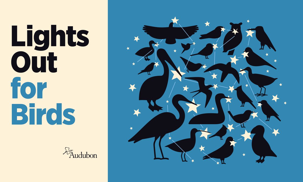 Did you know that most birds migrate at night? Unfortunately, artificial lights and skyglow from buildings along their path can be fatal. Learn more about this issue and how you can help be #BirdFriendly: bit.ly/4ibwJ18