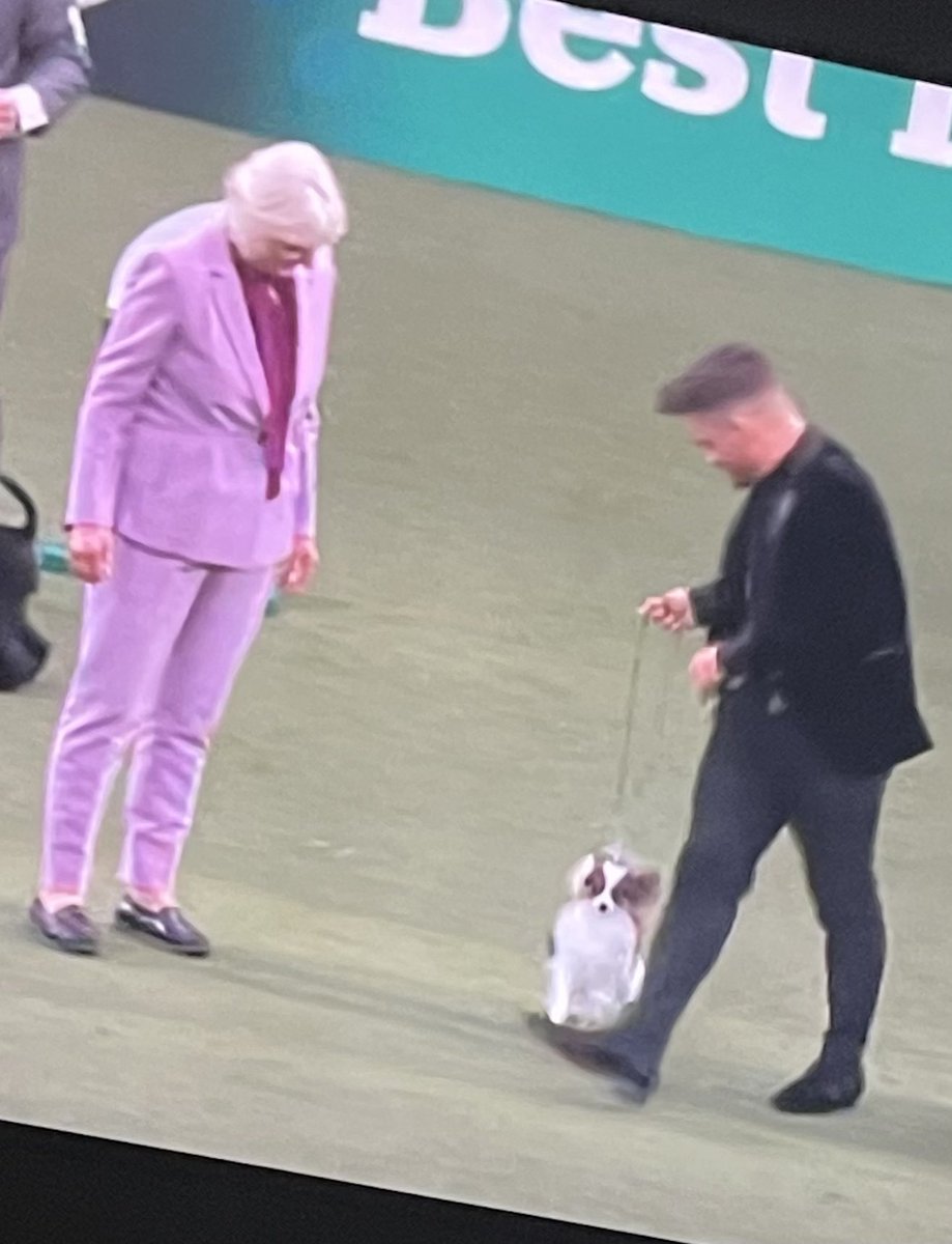 Jimmy Poodle ☘️ tweet media