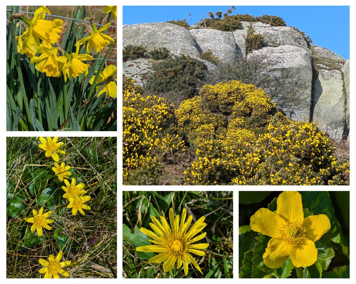 Didn't need to search too hard for this week's #Wildflowerhour challenge #YellowFlowers
Daffodils, Gorse, Lesser Celandine, Dandelion &amp; Marsh Marigold all found within a few minutes walk from the front door 😃🌼