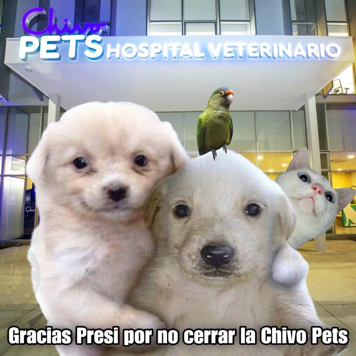 Lale1629's tweet photo. Con un pueblo unido siempre se pueden lograr buenas cosas, somos más los agradecidos por la chivo pets que los que no lo están, los malos comentarios siempre vendrán de aquellos que no tienen empatía hacia los animales, gracias presi por no cerrar la chivo pets @nayibbukele  🐈🦮 https://t.co/spcVTrPH8w