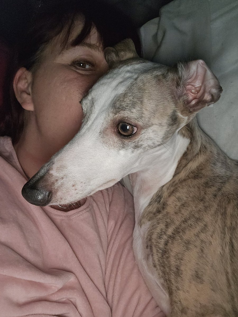 CooperWhippet's tweet image. Yayyyyyy the beautiful #whippet won 🏆 #Crufts 😍👏💙🐾🐕💓