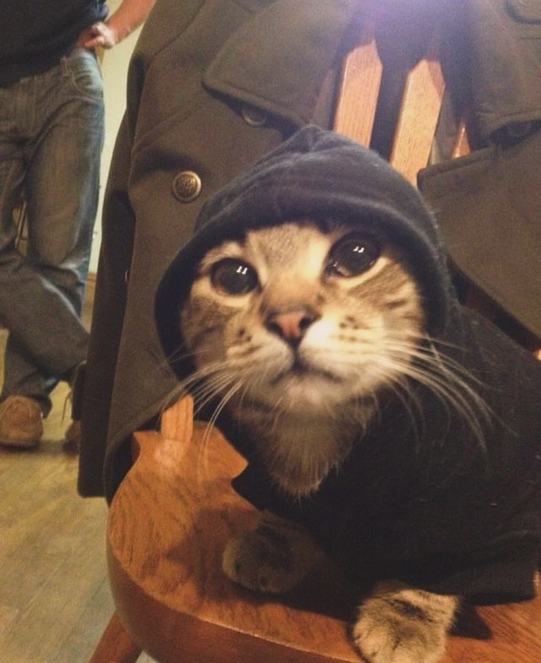 PunchingCat's tweet photo. https://t.co/uJycL6EfqZ