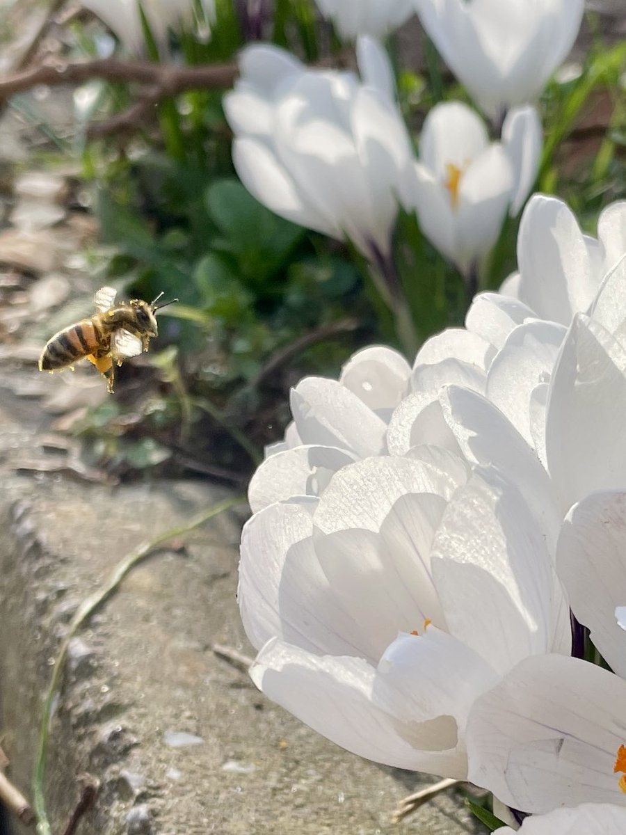 Buurttuin Delfgauw tweet media