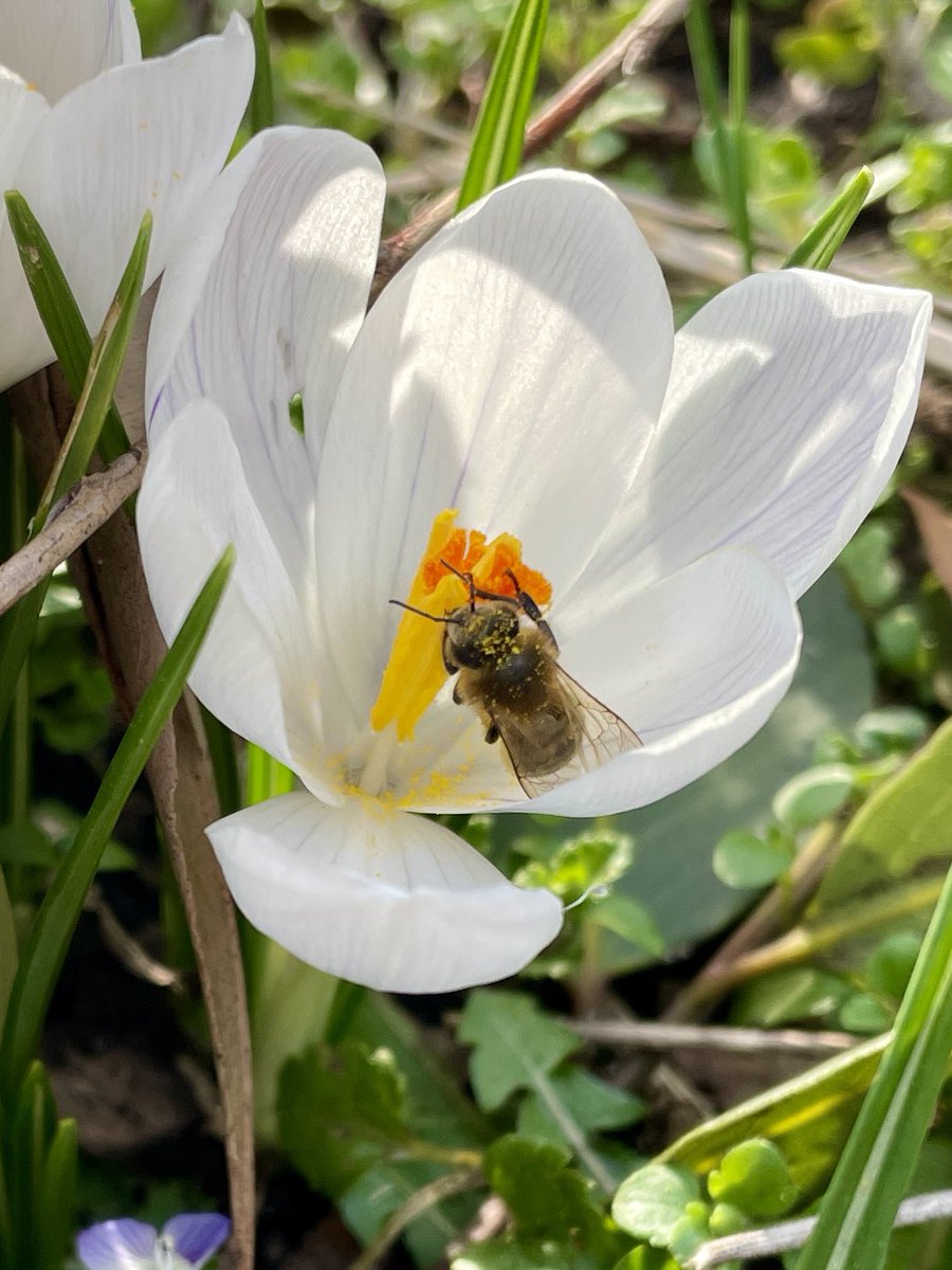 Buurttuin Delfgauw tweet media