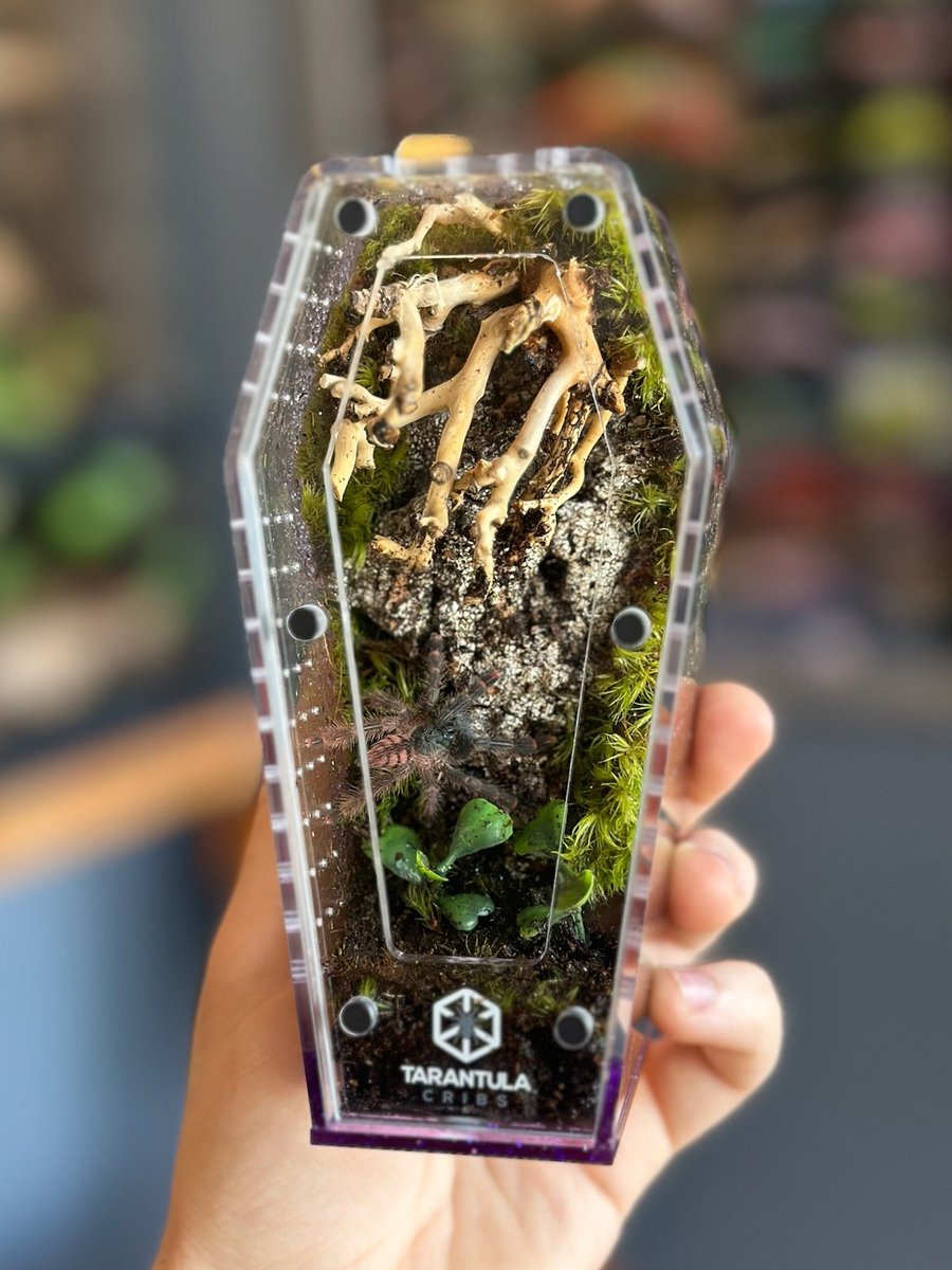 JasonTCardinal's tweet photo. Amazonius germani (Orange Tree Spider) with small purple glitter coffin crib. #Tarantulacribs
Designed by Ethan Place. 

https://t.co/mgRguNgISh
#NARBC #Tarantula #reptile $SPX https://t.co/uJ1NM65Ijx