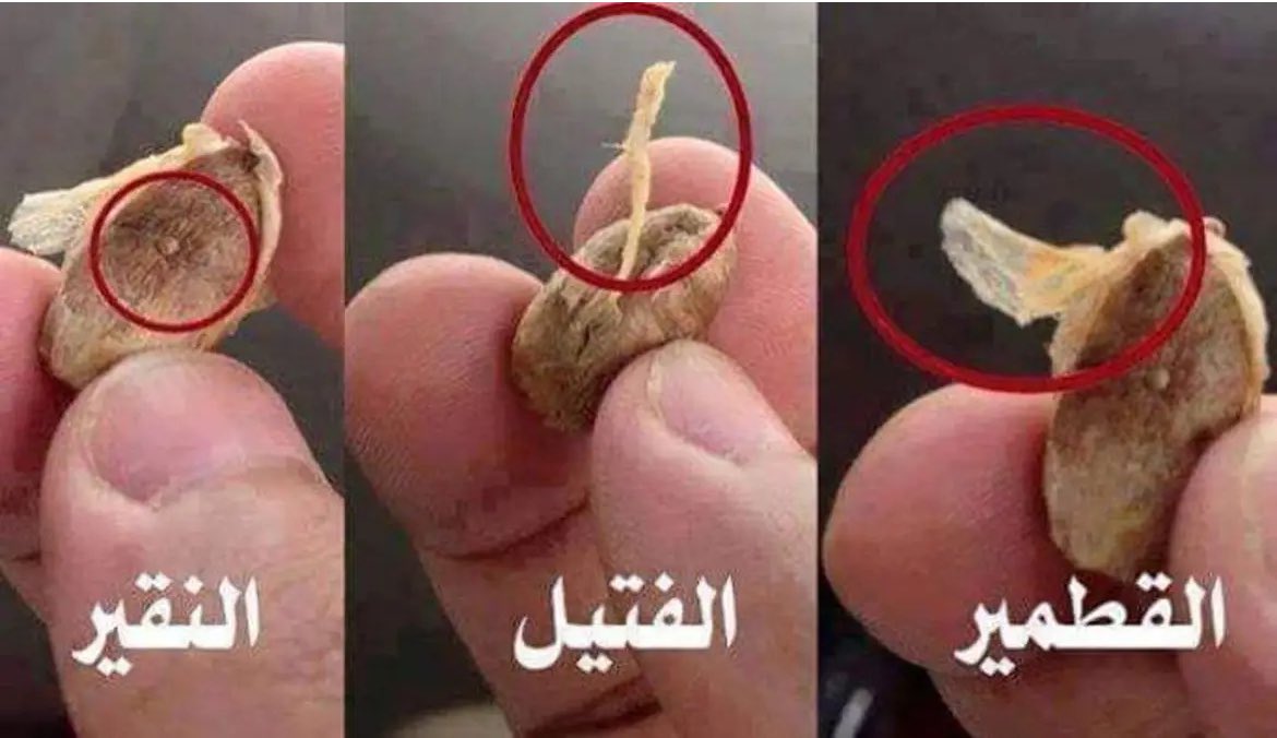 قاعد أشرب مويا tweet media