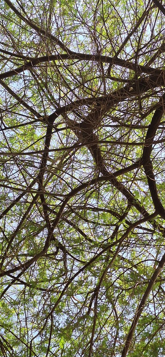 Abdirahmanbole's tweet photo. Nature and it's beauty https://t.co/OVTEVFisHj