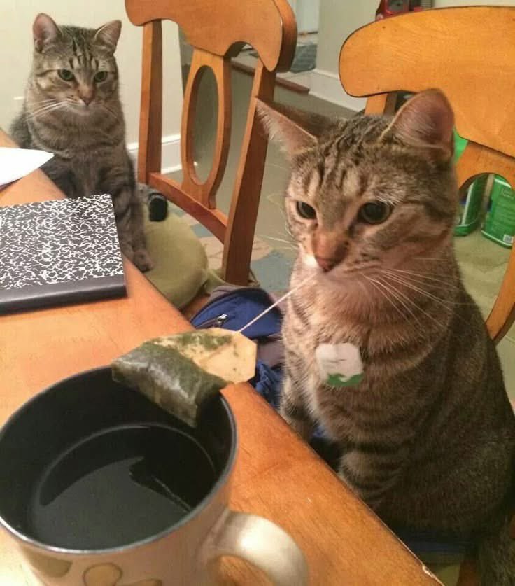 🐈 : tunggu, tehnya lagi aku seduhin.