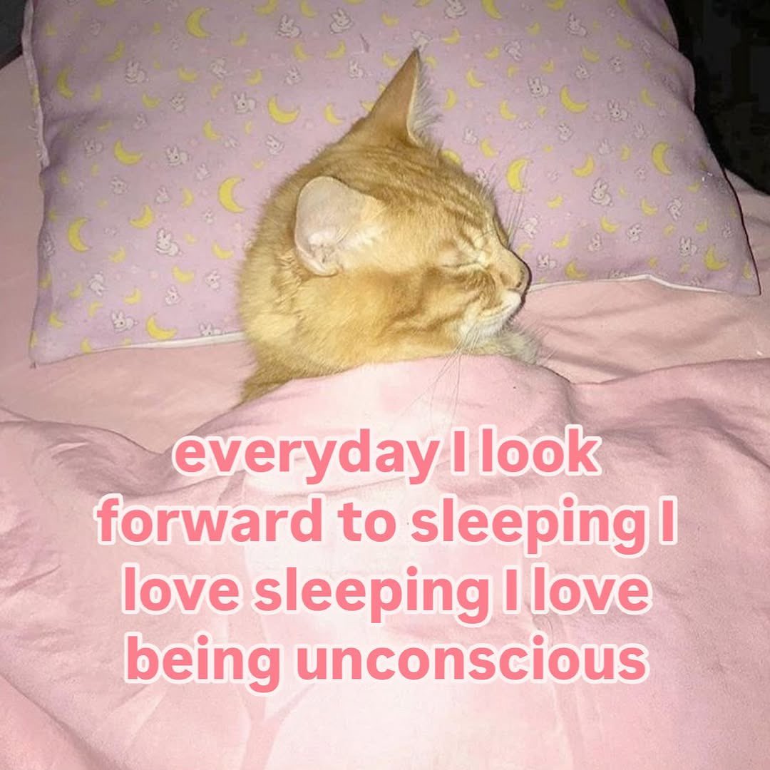 LiterallyMeCats (@literallymecats) on Twitter photo 