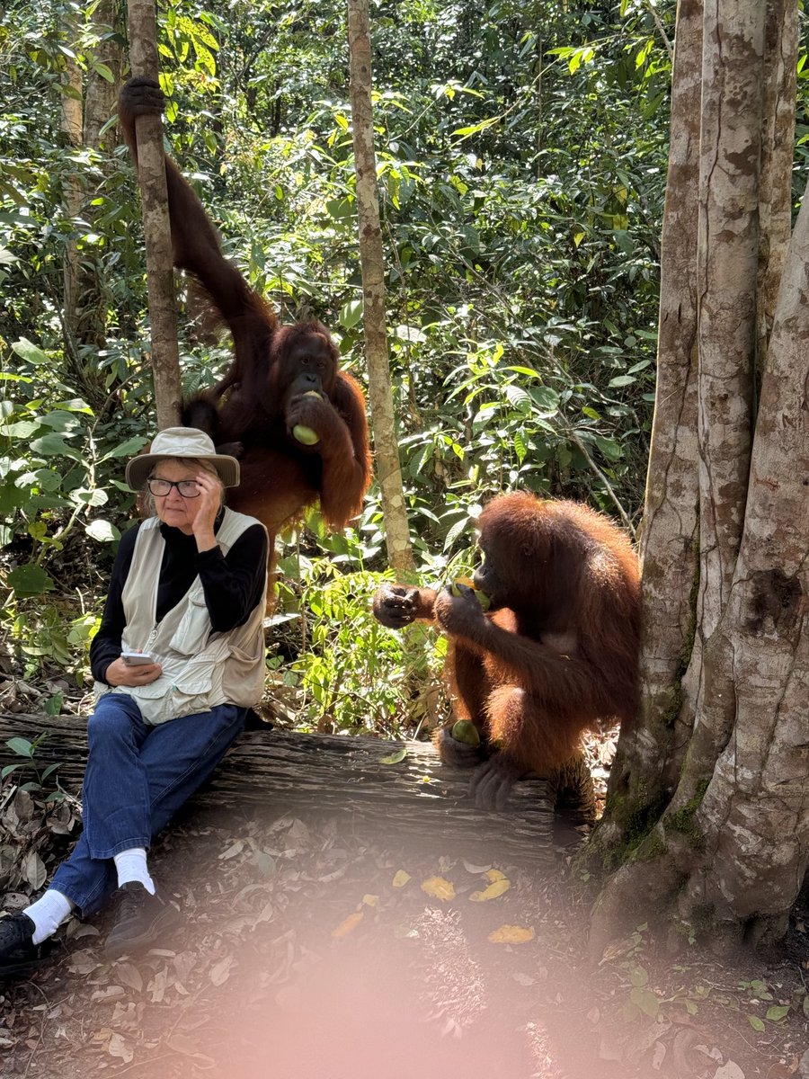 In OFI’s Learning Forest in #Borneo I am with 2 wild born ex-captive #orangutans who will soon be able to go back to the wild - as long as there is rain forest.