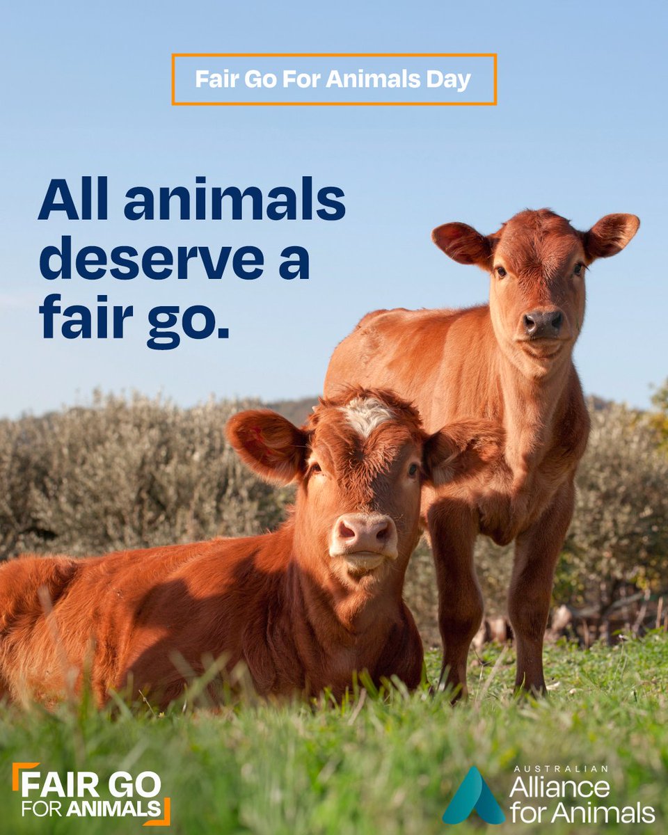 Alliance_AAFA's tweet photo. It’s Fair Go for Animals Day, a time to come together and demand reforms to build a fairer and more independent system that puts animal welfare first.
Learn more and add your support for a #FairGoForAnimals: https://t.co/28uHtRjp54 https://t.co/0tJxHz6kZf