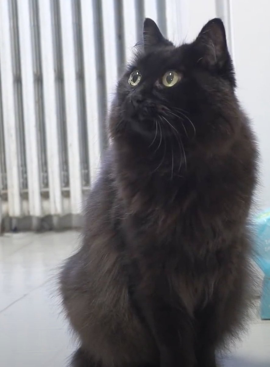 またしおの夢を見た…夢の中のしおはふわふわで痩せてなくて、「しお