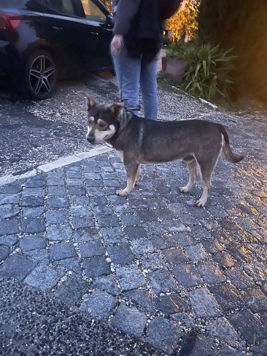 Este cão foi encontrado perto do Fofó, em Benfica, ao final da tarde. Estava desorientado e assustado. 
Era extremamente dócil.
Não tinha coleira, nem chip. 
Foi entregue, por mim, na Casa dos animais de Lisboa, no Monsanto. 

Peço que partilhem a publicação.