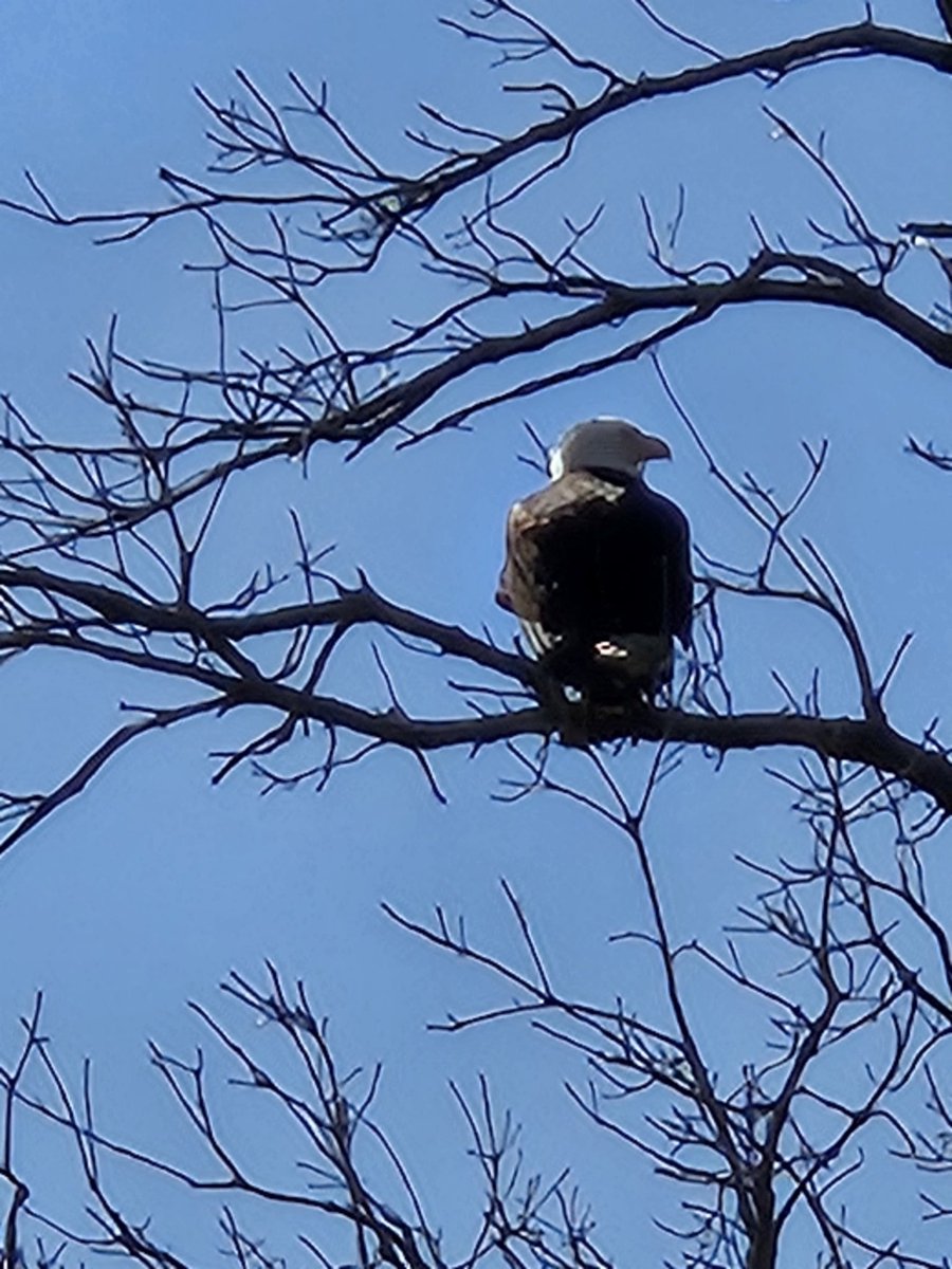 Spyed this bald eagle sitting in the neighbor's tree. Always special when you see one.
