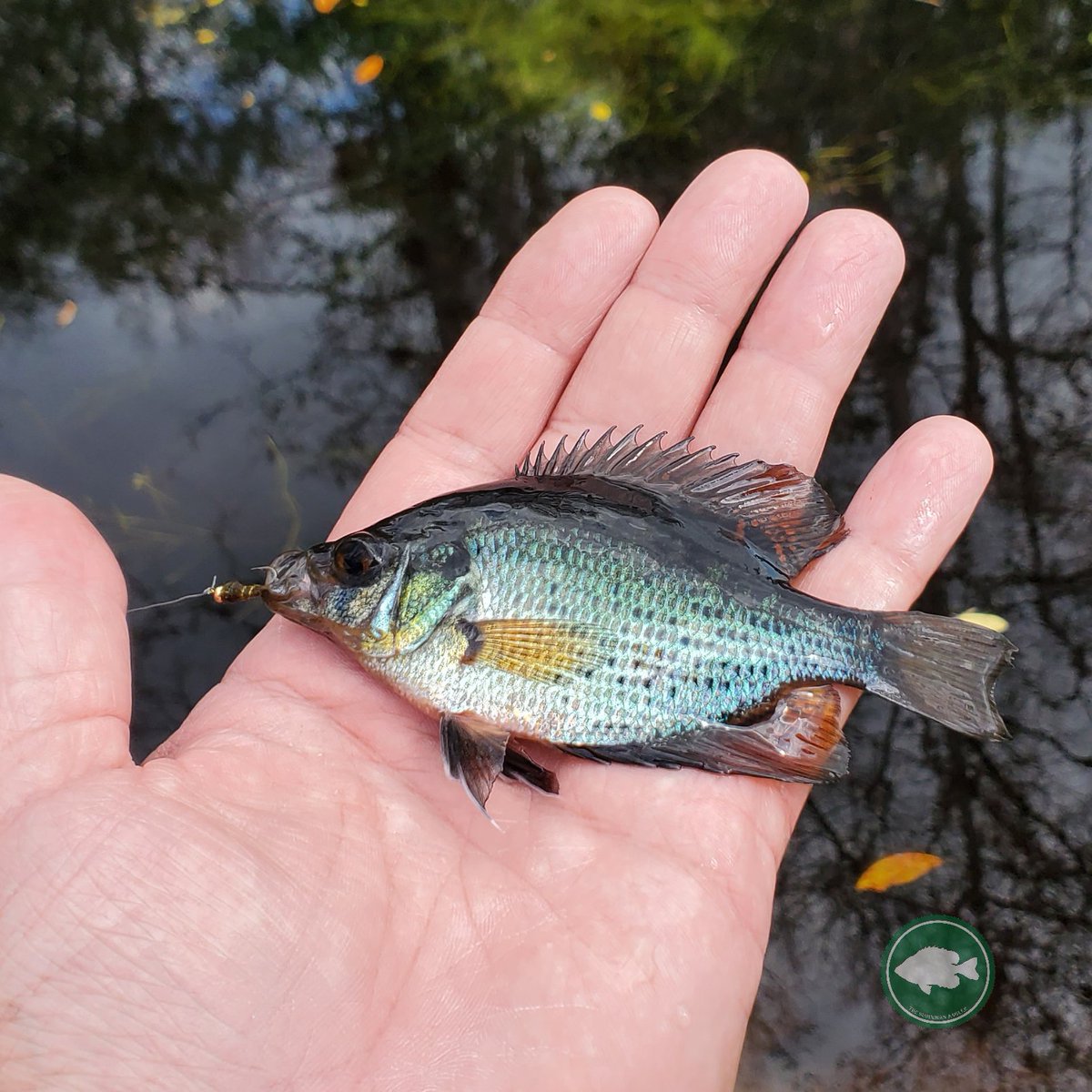 SuburbanAngler's tweet photo. The water was lower with no flow, and they weren't quite as eager as last time, but I couldn't resist getting a few more of these gorgeous little fish today!
#flyfishing #ulflyfishing #warmwaterflyfishing #greensunfish #sunfish #fish #fishing #getoutside #thetugisthedrug https://t.co/VULA0kk5BC