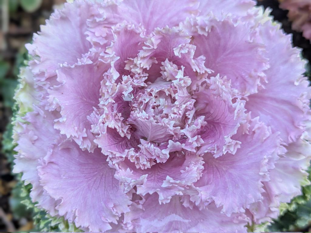 wspmms's tweet image. #おはな
#はっぱ