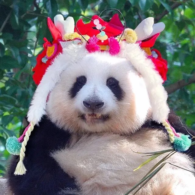 PandaImina's tweet image. 5555