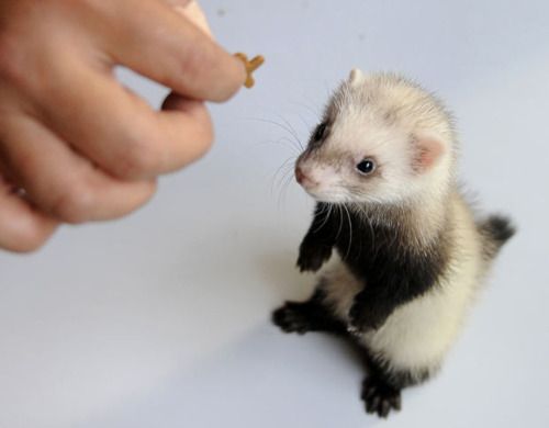 Ferret Every Hour (@ferretperhour) on Twitter photo 