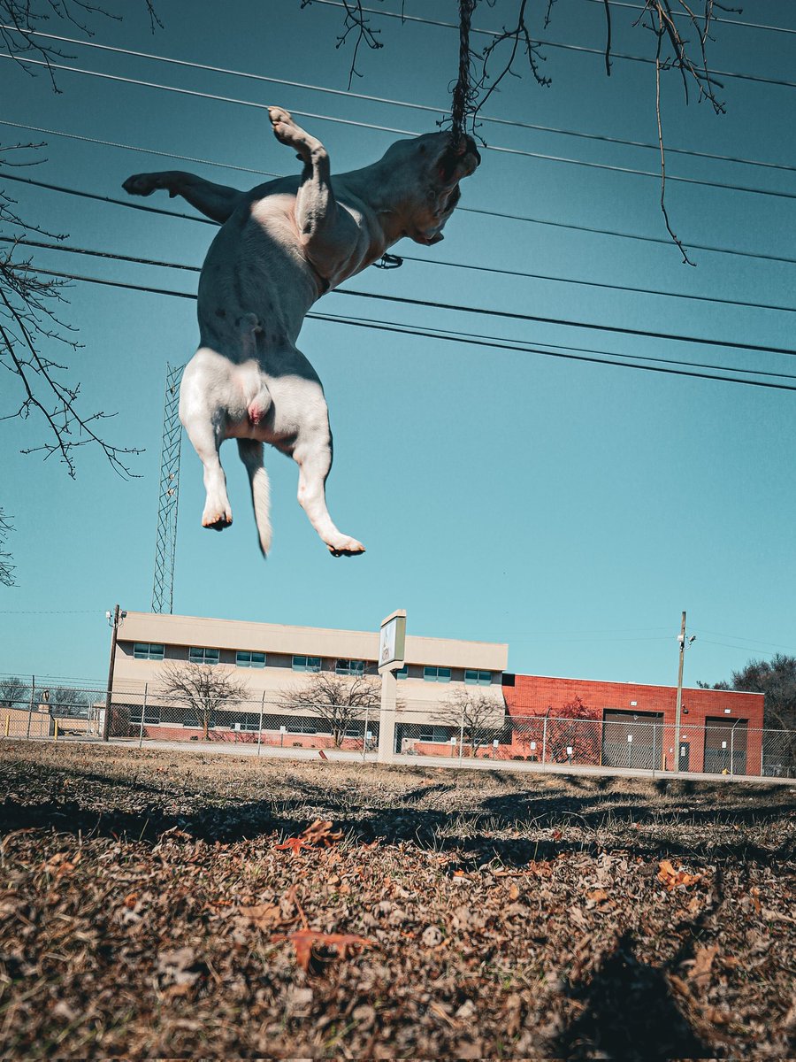 EasyMoneyEdits's tweet photo. One of his sweet jumps I got today 🤣🤣

#Getbuffbullys #STAX #DOG #americanbully #bully #dogsofX https://t.co/aubAIsE3UF