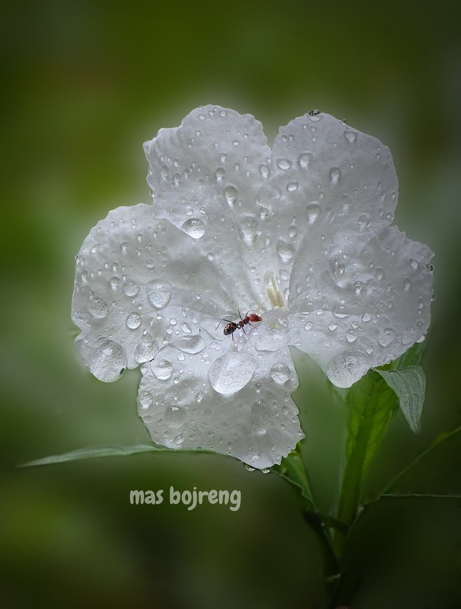 tomiindrawan's tweet photo. Putih dalam Rintik Pagi
Mas Bojreng pagi ini
Hanting di halaman RS
https://t.co/FTwkhCjEjk
#WhiteBloom #PureHeart #RainOfKindness #MorningHope #NatureHeals
#poem #poetry #poetsofinstagram #poets #poet #poetrycommunity #catatanmasbojreng #masbojreng https://t.co/pOO3IIapAL